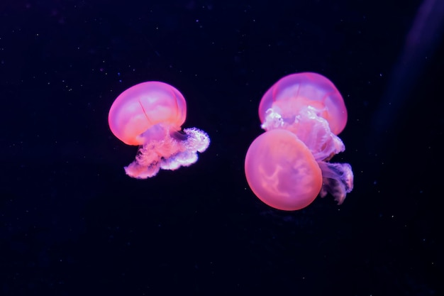 紫色の縞模様のクラゲ 青色の背景に rhizostoma luteum