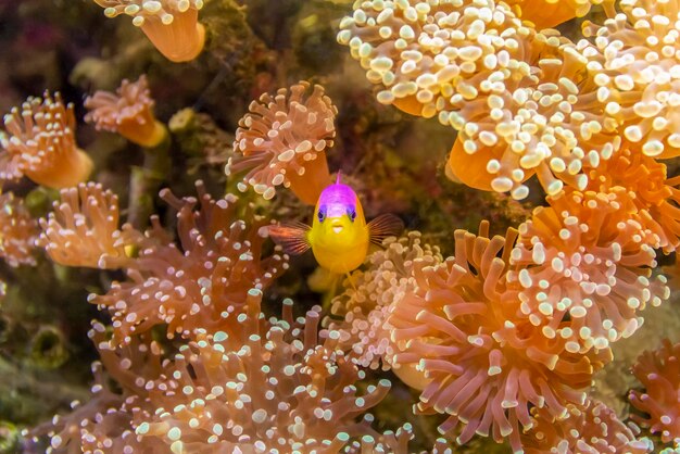 Photo purpletop dottyback