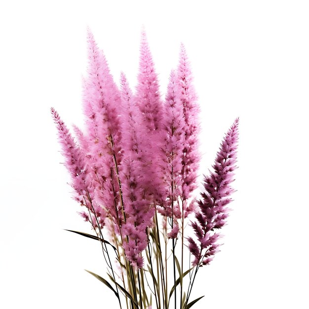 Purpletop Grass Showy Purple Flower Spikes River Grass Attra Isolated on White Background Clean