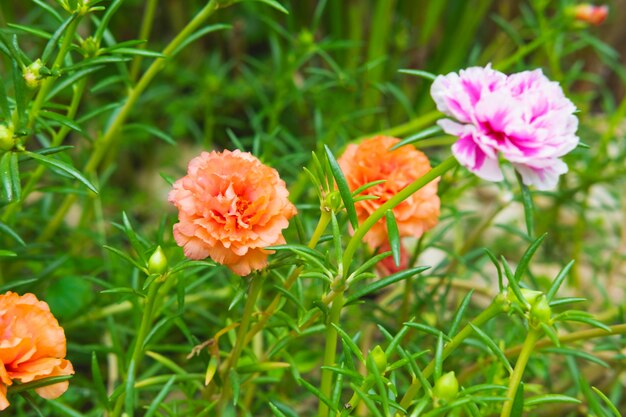 Purslane Flower in the grass