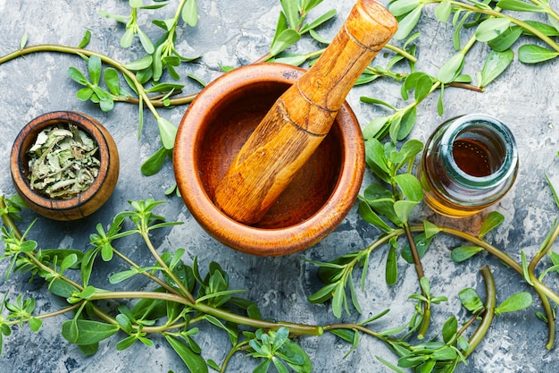 Purslane medicinal plant