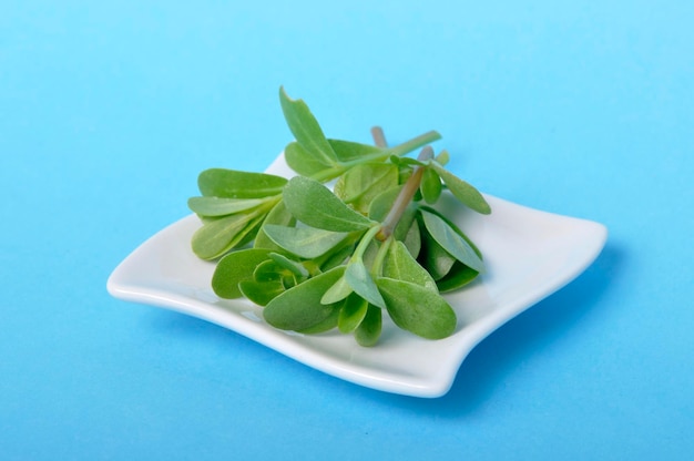 Purslane in a saucer on a blue background