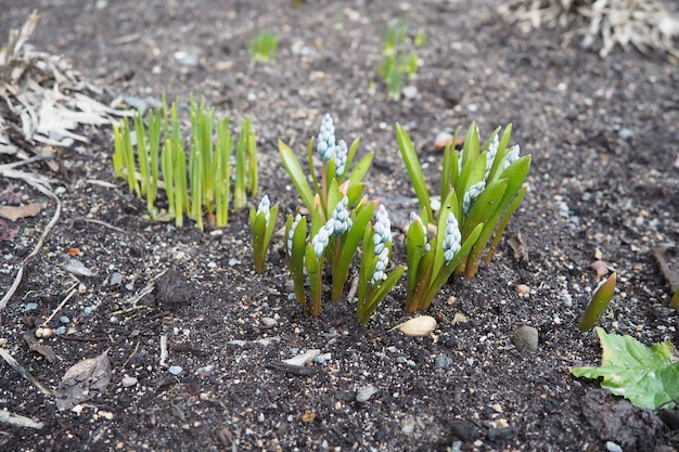 Foto puschkinia è un genere di quattro specie conosciute di piante perenni bulbose della famiglia asparagaceae, sottofamiglia scilloideae puschkininia scilloides pianta bulbosa ornamentale fiori blu in un letto di fiori in primavera