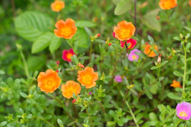 Pussley Flower of Moss Rose