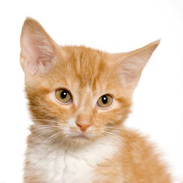 Pussy cat portrait isolated