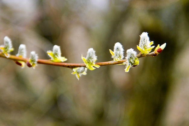 Ramo di salice all'inizio della primavera