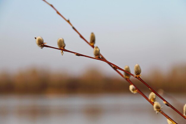 Ramo di salice all'inizio della primavera