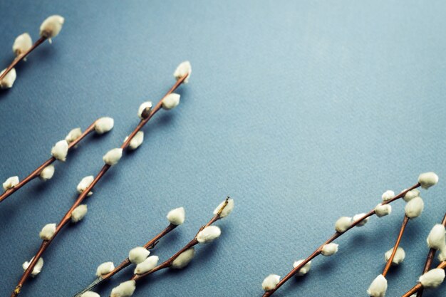 Pussy willow branches on blue