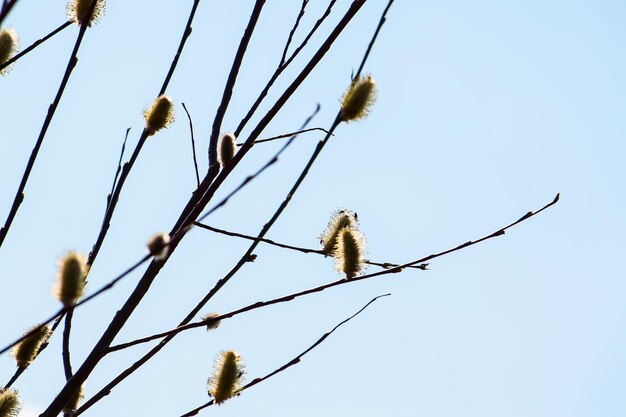 Pussy willow branches close up