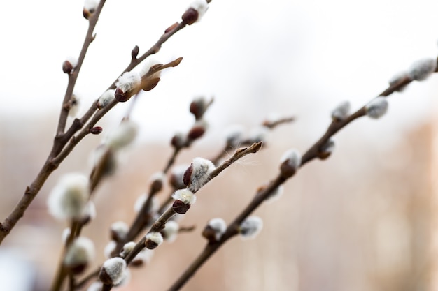 Pussy willow branches with white catkins
