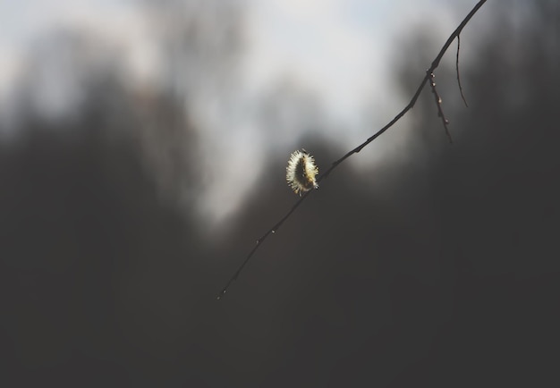 Pussy willow branches with young white catkins.