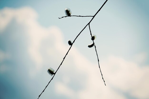 Pussy willow branches with young white catkins.