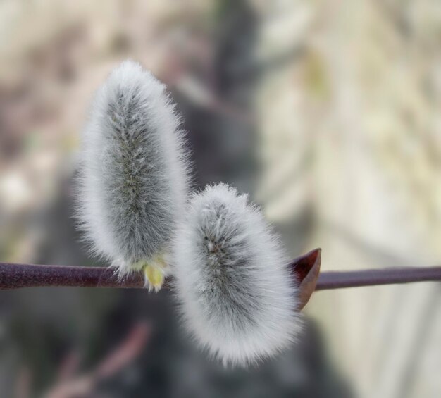 Photo pussy willow detail