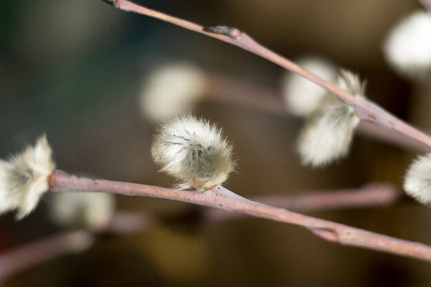 Macro di salice figa