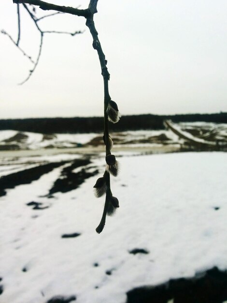 Pussy willow on snow covered field