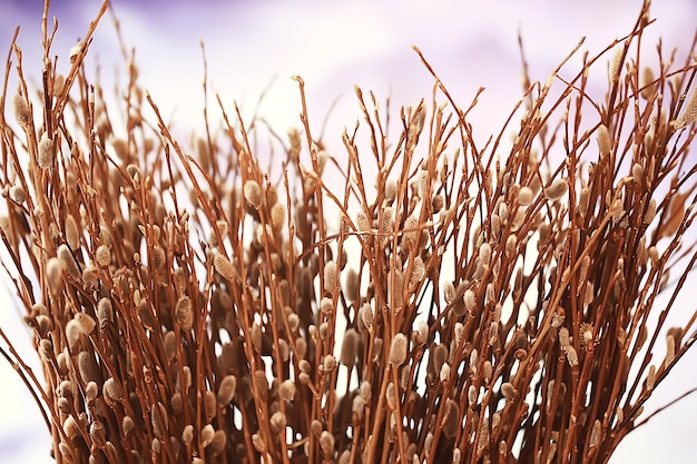 pussy-willow willow / branches bloom, spring concept, Easter holiday, background