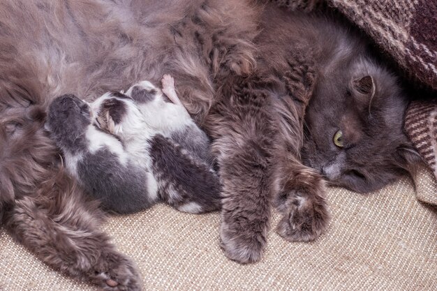 Pussy with newborn kittens, cat feeds kittens