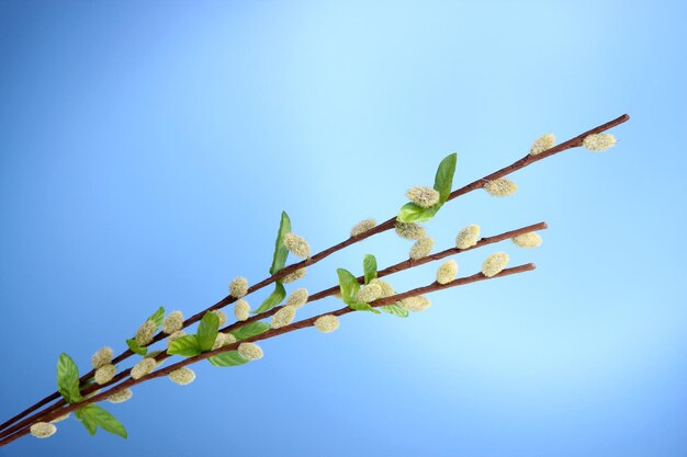 Pussywillow twigs on blue background