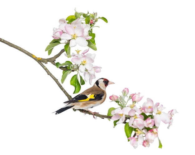 Putter, carduelis carduelis, zat op een bloeiende tak, geïsoleerd op wit