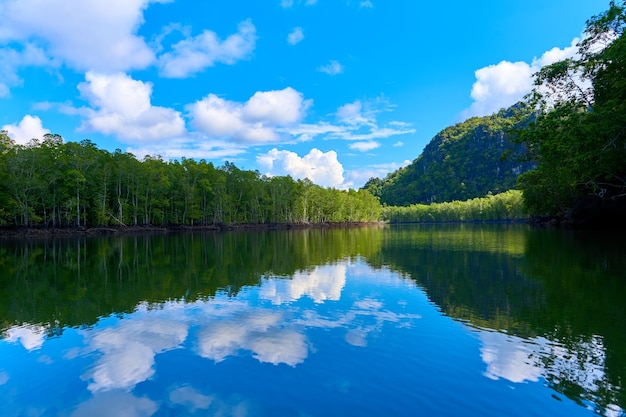 Puur natuurlandschap rivier tussen mangrovebossen.