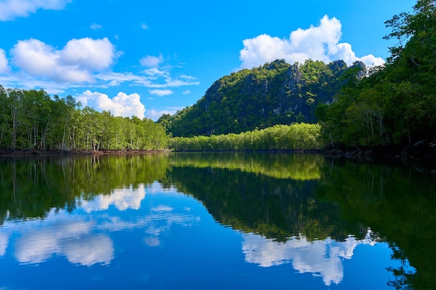 Puur natuurlandschap rivier tussen mangrovebossen.