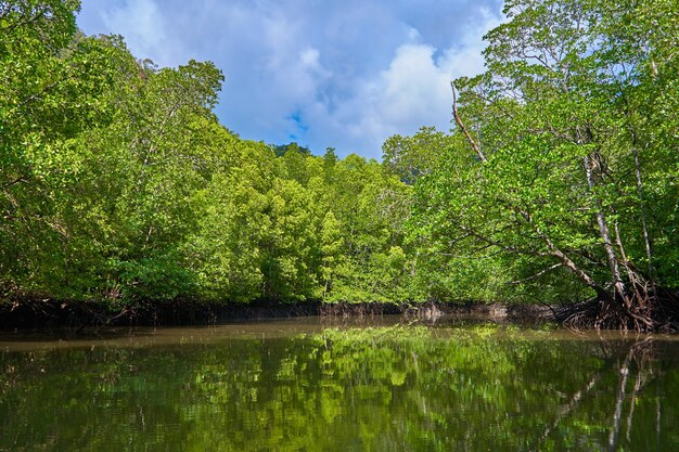 Puur natuurlandschap rivier tussen mangrovebossen.