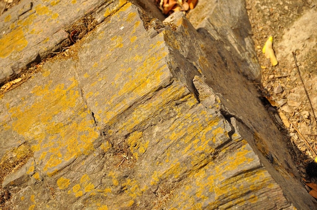 Photo puyango petrified forest