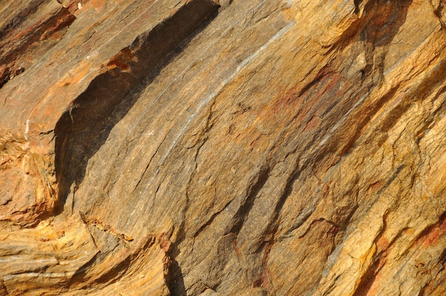 Puyango Petrified Forest