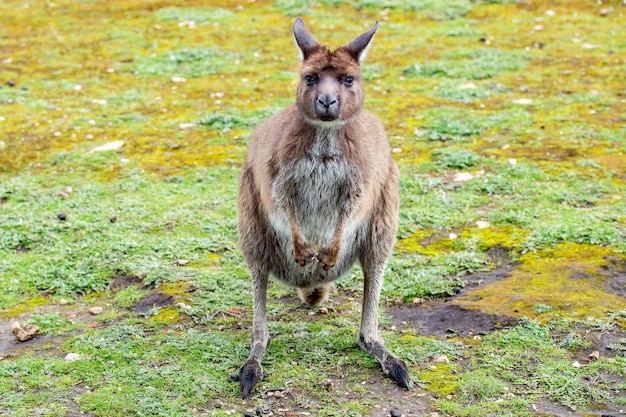 Puzzled kangaroo portrait close up portrait