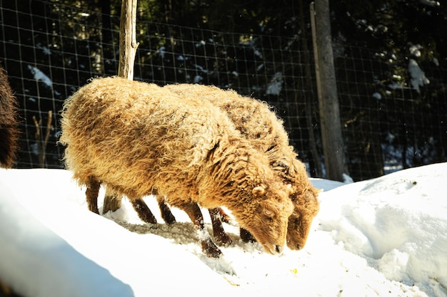 Pygmee-schapen buiten in het winterseizoen op een zonnige dag