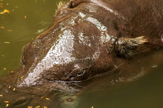 Pygmy Hippopotamus is in the water.