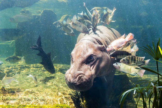 Pygmy hippos underwater