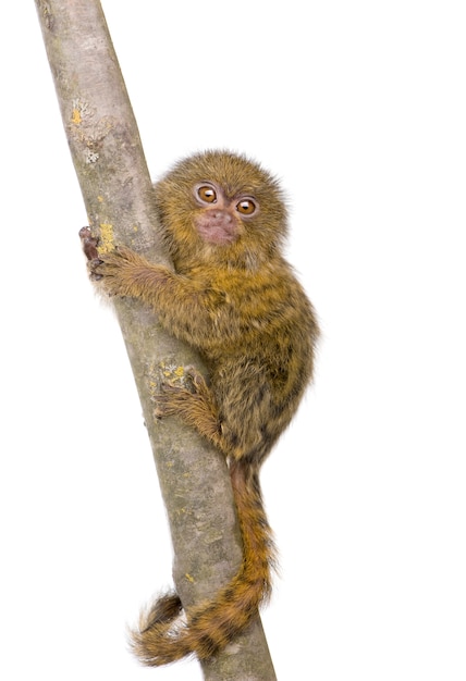 Photo pygmy marmoset (5 weeks) - callithrix (cebuella) pygmaea isolated