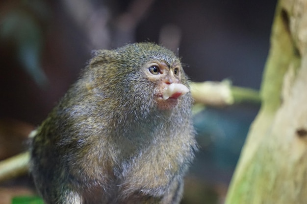 Pygmy marmoset monkey eating