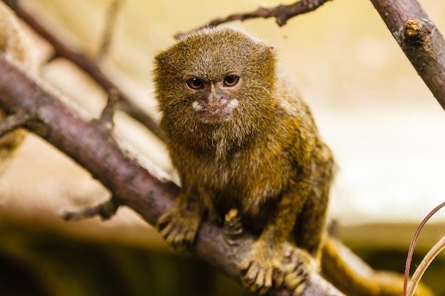 Pygmy marmoset