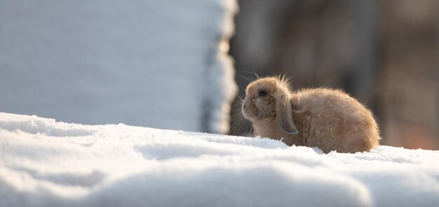 雪の中のピグミーウサギ