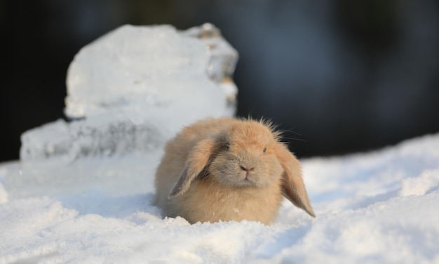 雪の中のピグミーウサギ