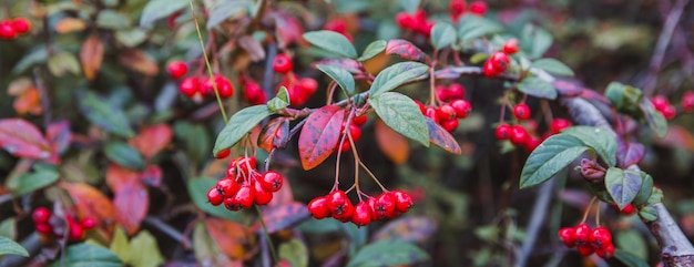 Photo pyracantha bright beautiful decorative red berries on bushes