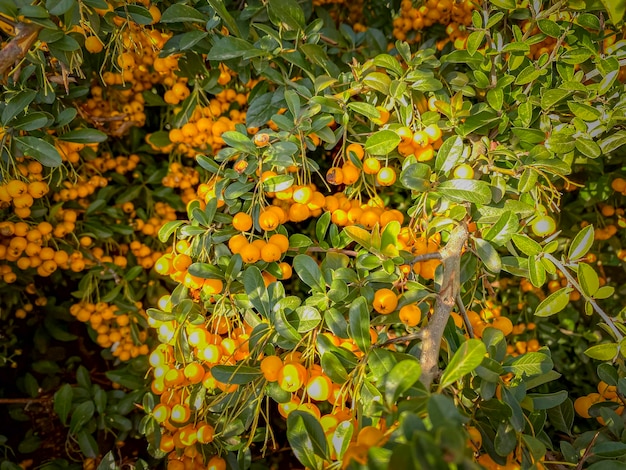 가을 에 나무 에 있는 피라칸타 코키네아 열매