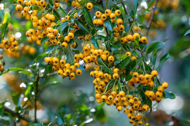 Pyracantha coccinea uit de familie Rosaceae ook bekend als vuurdoorn