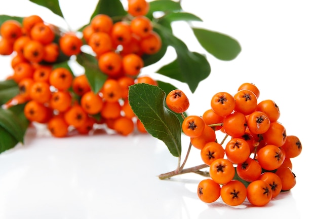 Оранжевые ягоды Pyracantha Firethorn с зелеными листьями, изолированными на белом