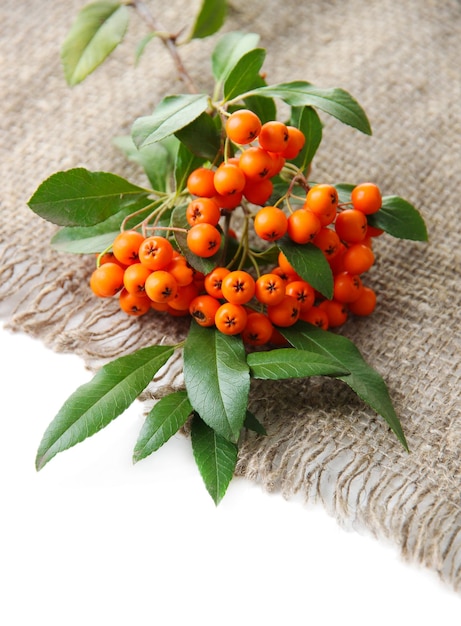 Pyracantha Firethorn orange berries with green leaves on sackcloth isolated on white