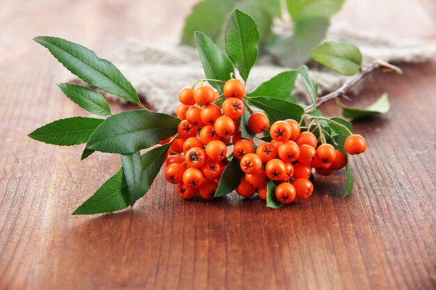 Photo pyracantha firethorn orange berries with green leaves on wooden background