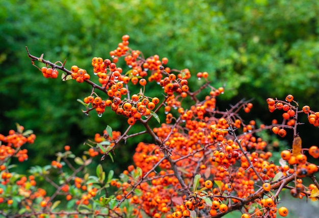 Pyracantha fruit on a branch