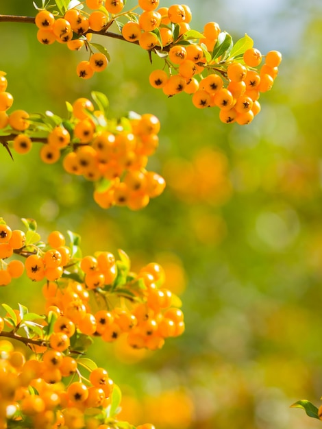 Pyracantha gele bessen op takken Firethorn Pyracantha coccinea bessen op wazige achtergrond