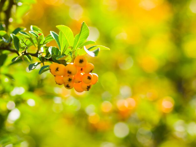 Желтые ягоды Pyracantha на ветвях Firethorn Pyracantha coccinea ягоды на размытом фоне