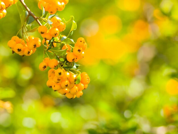 Pyracantha yellow berries on branches Firethorn Pyracantha coccinea berries on blurred background