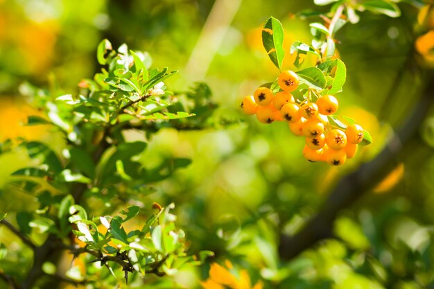 Photo pyracantha yellow berries on branches firethorn pyracantha coccinea berries on blurred background