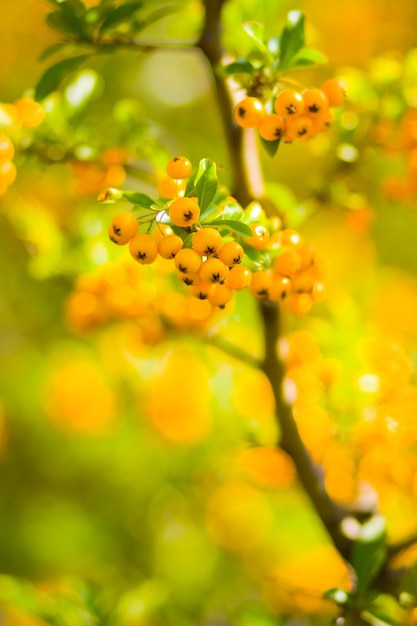 가지에 있는 피라칸타 노란색 베리 피라콘타 코키네아 베리 흐릿한 배경