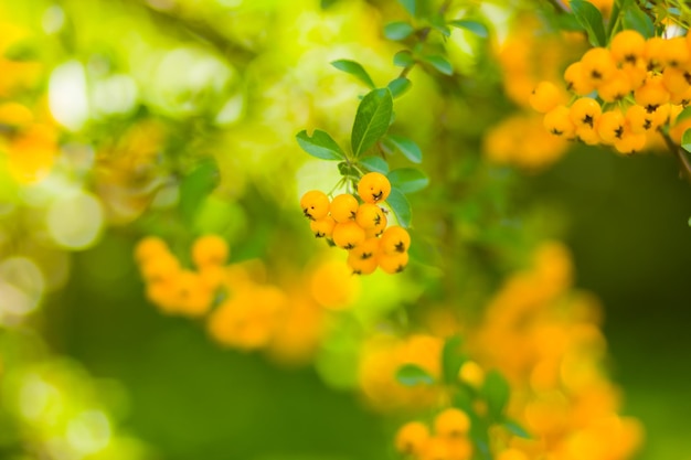 Pyracantha yellow berries on branches Firethorn Pyracantha coccinea berries on blurred background